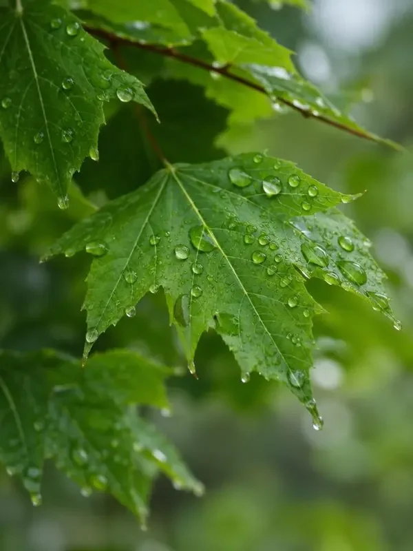春天的第一场雨海报，免费a v网站治愈专区片单